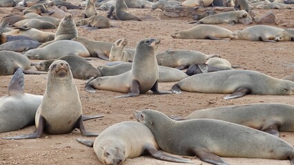 Wilde Seehunden der Küste in Namibia