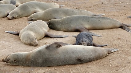 Wilde Seehunden der Küste in Namibia