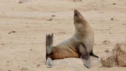 Wilde Seehunden der Küste in Namibia