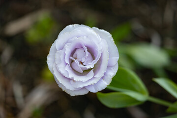 pink rose in the garden