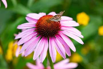 Butterfly on a pink flower