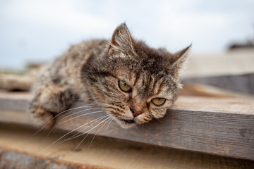 A beautiful gray cat in close-up lies and rests on a table in nature. The cat then looks into the camera then sleeps.
