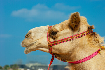 The muzzle of the African camel