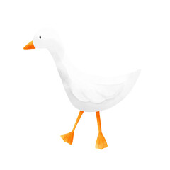 white duck
