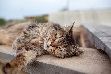 A beautiful gray cat in close-up lies and rests on a table in nature. The cat then looks into the camera then sleeps.