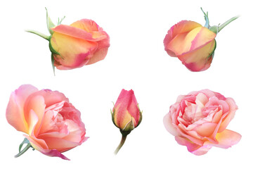 Set of pink roses isolated, Transparent background. Flower transparent. Decorative transparent elements