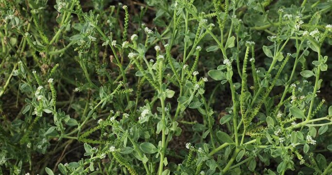 Heliotropium plant closeup. Green plant in nature.