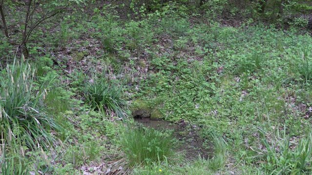 Siegquelle is the source of the river Sieg in the Rothaargebierge mountains in Germany.