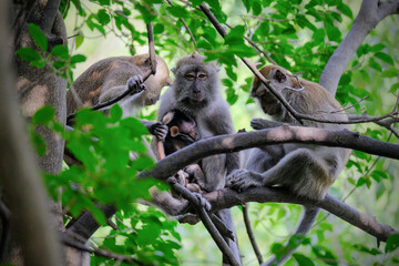 Fototapeta premium a long tailed macaque on a tree