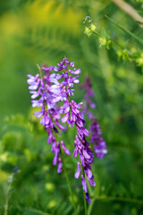Mouse pea Vicia cracca. Valuable honey plant, fodder and medicinal plant. Species of the genus Peas of the legume family.