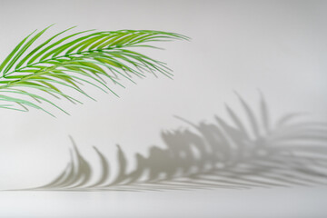 Shadow of tropical leaves