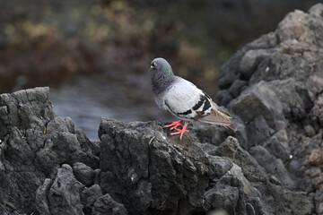 Fototapeta premium Rock pigeon Hawaii.