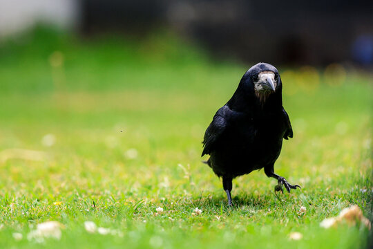 A Rook bird is a large gregarious black-feathered bird, distinguished from similar species by the whitish featherless area on the face.