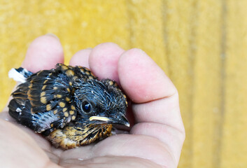 Injured little bird in the hands of a veterinarian