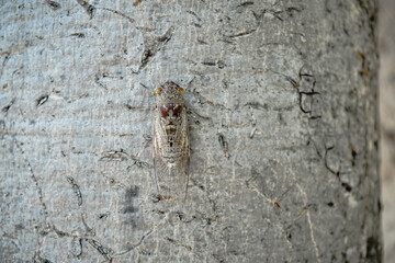 Close-up of cicada on tree at park in summer. top view of  brown cicada insect on a tree  in the tropics