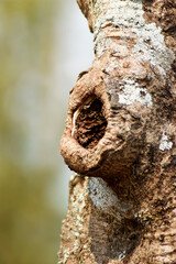 Fototapeta premium Holes and patterns on stumps