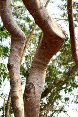 Fototapeta premium Trees have crooked trunks in community forests.