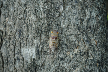 Close-up of cicada on tree at park in summer. top view of  brown cicada insect on a tree  in the tropics - obrazy, fototapety, plakaty