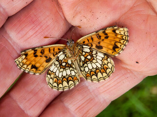 Close up of the underside of a Melitaea nevadensis butterfly in a hand. Considered to be a sub...