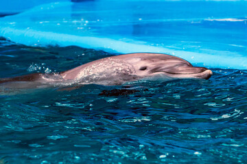 A beautiful dolphin swims in the water of the pool