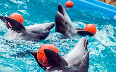 Beautiful dolphins in the pool hold the balls with their fins and spin in the water