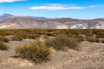Landscape shot of the Argentinian Pampa in the Province Neuquén - Traveling South America