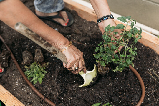 South Asian woman gardening in backyard 
