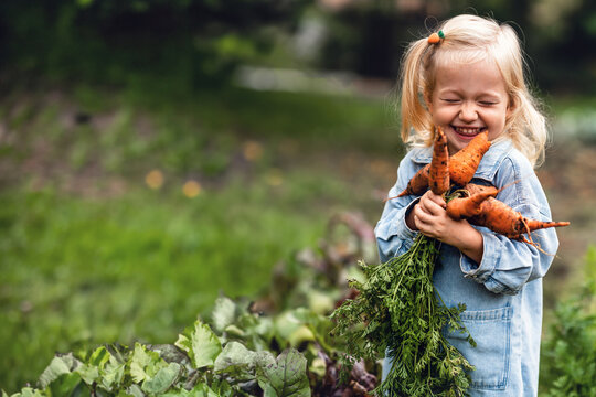 Adorable toddler smiling blonde girl holding carrots in domestic garden. Healthy organic vegetables for kids. Garden, vegetable, gardening. Picked Fresh Vegetables Just From The Garden