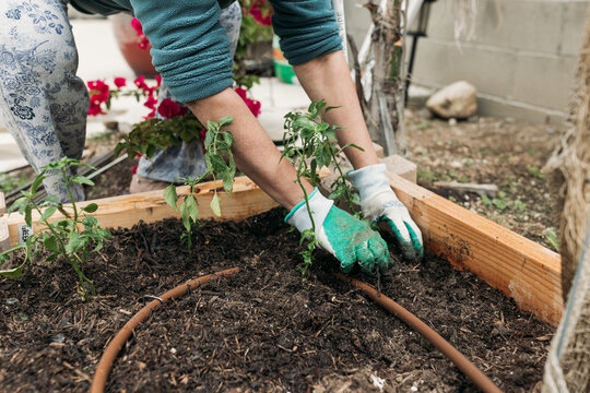 South Asian woman gardening in backyard 