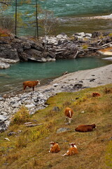 Russia. The South of Western Siberia, the Altai Mountains. A small herd of cows is resting...