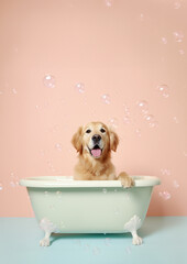 Cute golden retriever dog in a small bathtub with soap foam and bubbles, cute pastel colors.