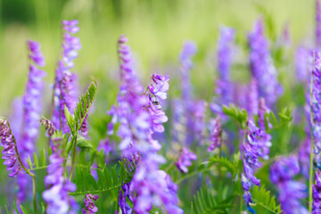 Mouse pea Vicia cracca. Valuable honey plant, fodder and medicinal plant. Species of the genus Peas of the legume family.