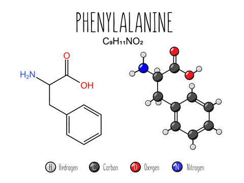 Phenylalanine amino acid representation. Skeletal formula and 2d structure illustration, isolated on white background. Vector editable