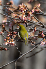 メジロと河津桜