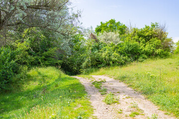 footpath in the park
