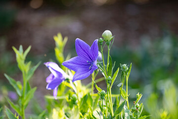 Close up of blue flowers