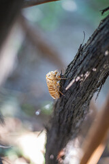 cicada larva on the vine