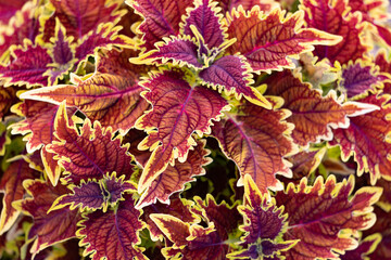 Colorful leaves on a plant background