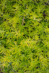 green moss background