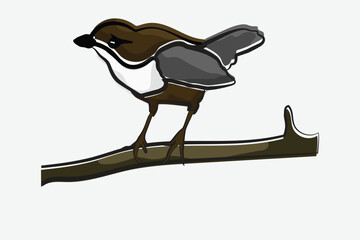 Illustration bird on the branch vector