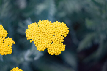yellow flowers