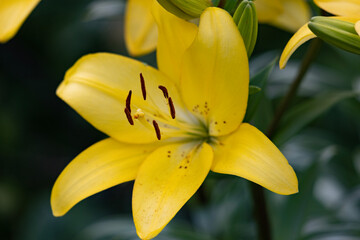 yellow lily flower