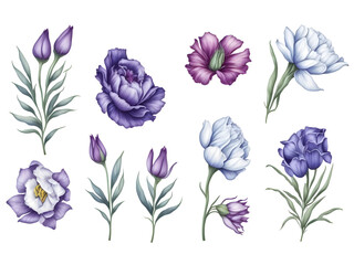  set of watercolor lisianthus flower on transparent background,generative ai