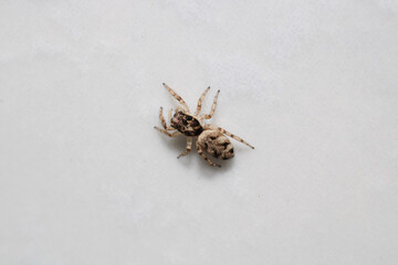 little jumping spider macro photo