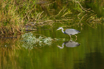 A Gray Heron in the wetlands	