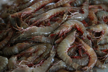 fresh shrimp