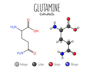 Glutamine amino acid representation. Skeletal formula and 2d structure illustration, isolated on white background. Vector editable