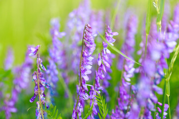 Mouse pea Vicia cracca. Valuable honey plant, fodder and medicinal plant. Species of the genus Peas...