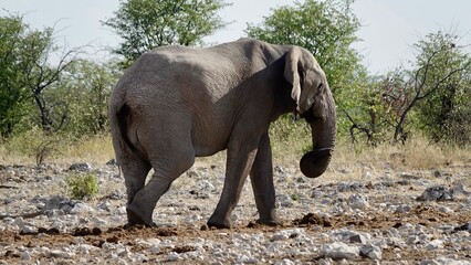 Fototapeta premium Elefanten an einem Wasserloch in Namibia