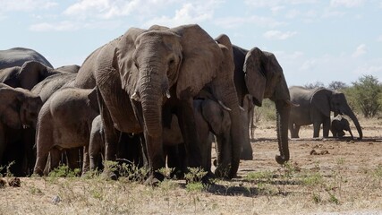 Obraz premium Elefanten an einem Wasserloch in Namibia